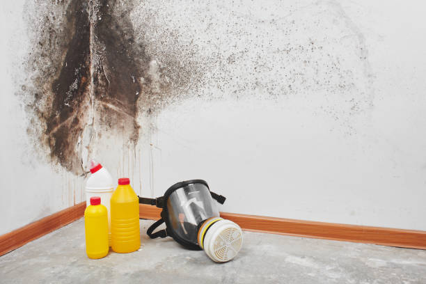 Best Localized Mold Remediation (e.g., coastal areas, humid climates) in Cornelius, NC