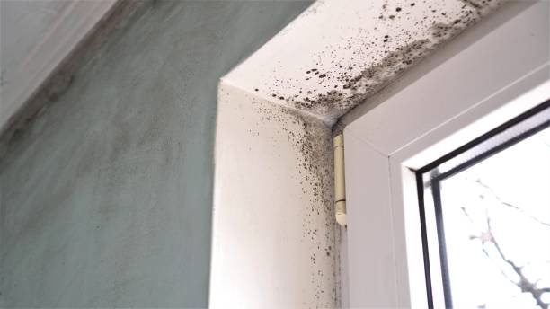 Trusted Cornelius, NC Mold Remediation Experts