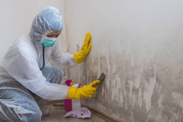 Best Industrial Mold Remediation in Cornelius, NC