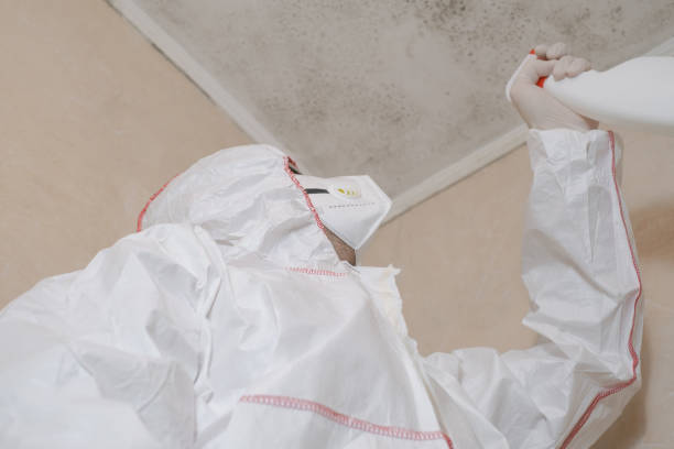 Best Black Mold Remediation in Cornelius, NC