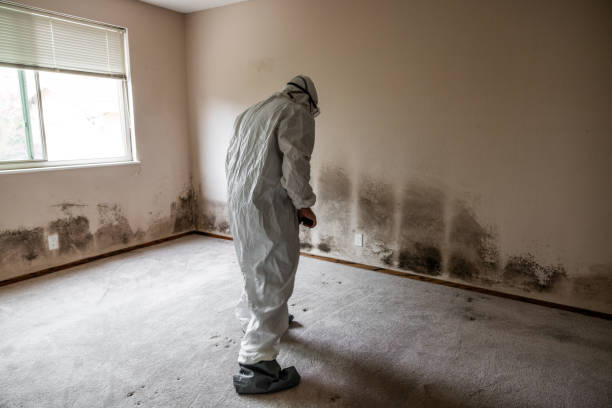 Best Mold Remediation for Specific Building Types in Cornelius, NC